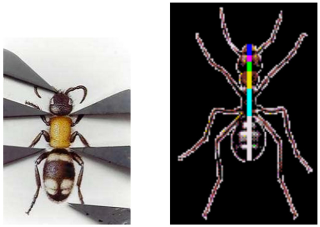 Illustration for article titled 15 Uncanny Examples of the Golden Ratio in Nature
